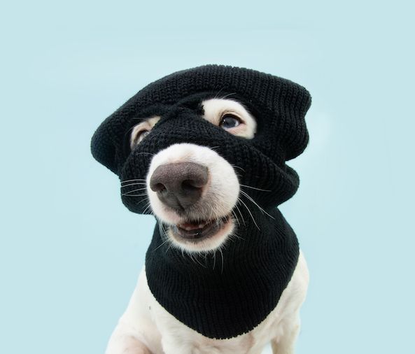 Are Dogs Consummate Con Artists … 